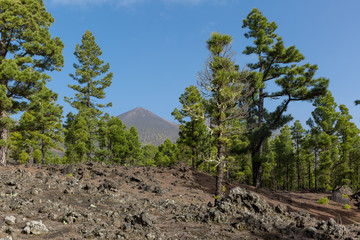 The beautiful hike Volcan Route, La Palma island.