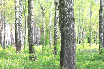 White birches in summer in good weather in birch grove