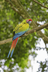 Great Green Macaw - Ara ambigua, large beautiful green parrot from Central America forests, Costa Rica.