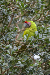 Great Green Macaw - Ara ambigua, large beautiful green parrot from Central America forests, Costa Rica.