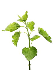 Nettle isolated on white background, clipping path
