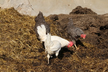 Hens at the farm, Hennen am Bauernhof auf dem Misthaufen