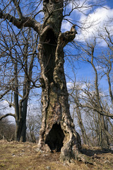 Old hollow tree