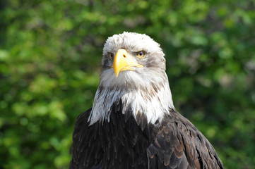 Junger Weißkopfseeadler (Haliaeetus leucocephalus), Vorkommen in Nordamerika, captive, Deutschland, Europa