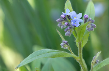 Vergissmeinnicht mit Blüte und Knospen