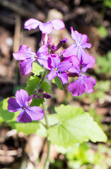 Lila Frühlingsblume,Wildblume