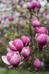 magnolia