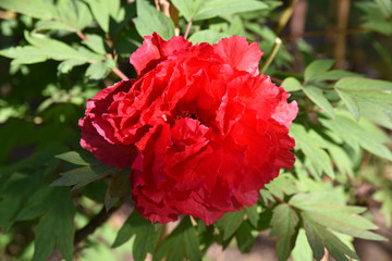 Pivoine rouge au jardin