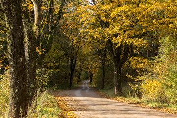 Fototapeta premium Polnej drodze w lesie.