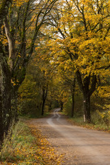Naklejka premium Wiejska droga w lesie.