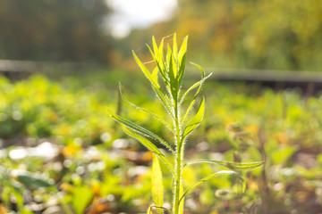 A little  plant on a Sunny day.