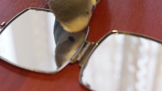 Reflection of male blue budgie in a mirror on a wooden table