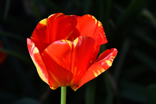 tulipe