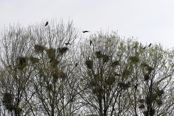 Raven nests in tree crochet with ravens fly