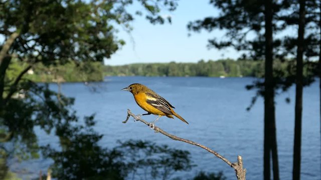 Oriole's (Icterus galbula) switch places on lake perch and male poops.