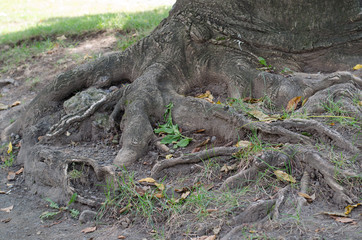 木の根っこ