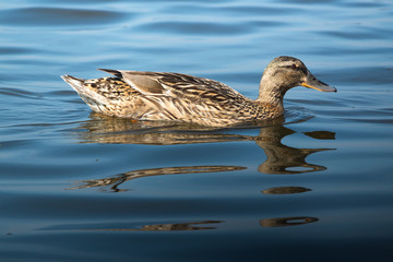 The happy mallard