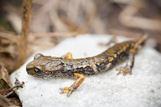 The Apuan Cave Salamander