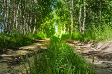 The sunny road passing through the forest