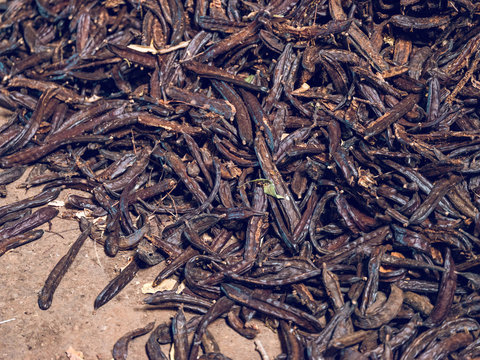 Carob factory