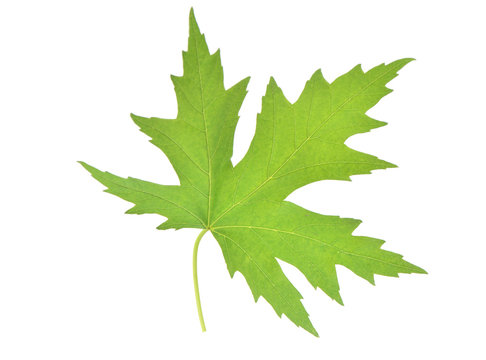 Leaf of a maple