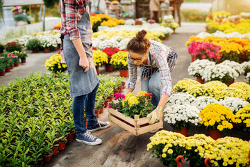 Hardworking focused florist women bring flowers pots in the wooden box while her female colleague standing next to her in the greenhouse.