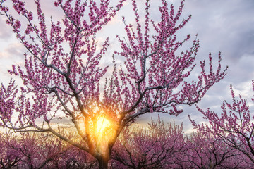 Fototapeta na wymiar A beautiful flowering rose garden of peach trees and a bright sunset. 