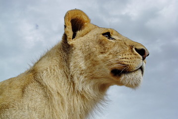 Junger Löwe im Portrait