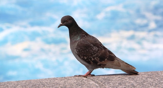 pigeon au bord de l'océan