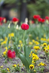 Fototapeta premium red tulips 
