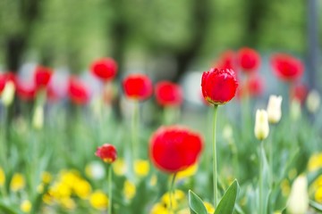 red tulips 