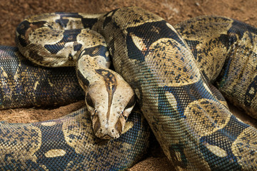 Beautiful Boa constrictor imperator - nominal Colombia. Colombian redtail boas – females