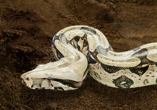 Beautiful Boa constrictor constrictor – Surinam Guyana – female