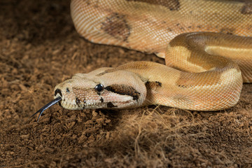 Naklejka premium Boa constrictor imperator – mutational form Hypo Jungle. Albino – male