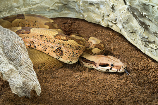 Boa constrictor imperator – mutational form Hypo Jungle. Albino – female. Snake next to her old skin