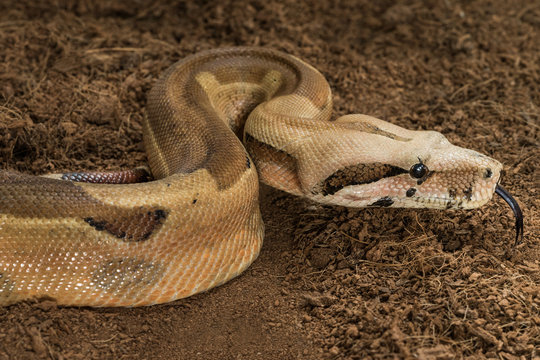 Boa constrictor imperator – mutational form Hypo Jungle. Albino – male. Snake shows her tongue
