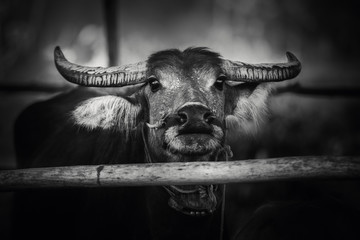 Thai buffalo black and white,water buffalo countryside in Asia Thailand