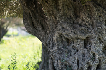 At Ein Afek Nature Reserve