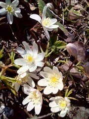 Anemone Ranunculaceae