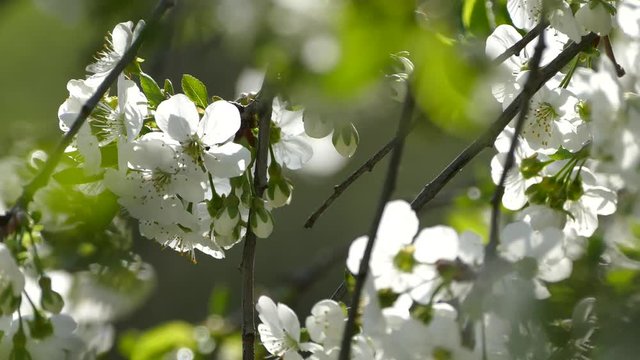 Beautiful blooming cherry tree branch. White flowers on a green background. Spring blooming garden. Young buds of a cherry blossom. The wind picks up the branches of a tree.