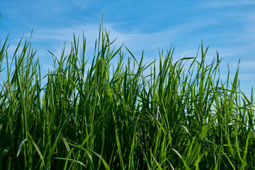 Natur Frühling Wiese Feld mit Horizont