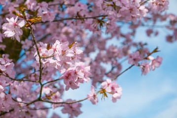 Fototapeta na wymiar Cherry tree blossoming.
