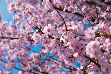 Cherry tree blossoming.