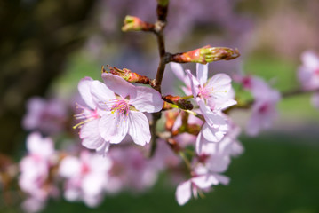 Fototapeta na wymiar Cherry tree blossoming.