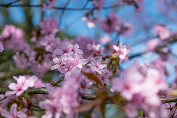 Cherry tree blossoming.