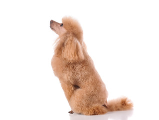 studio portrait of the dog on a white background