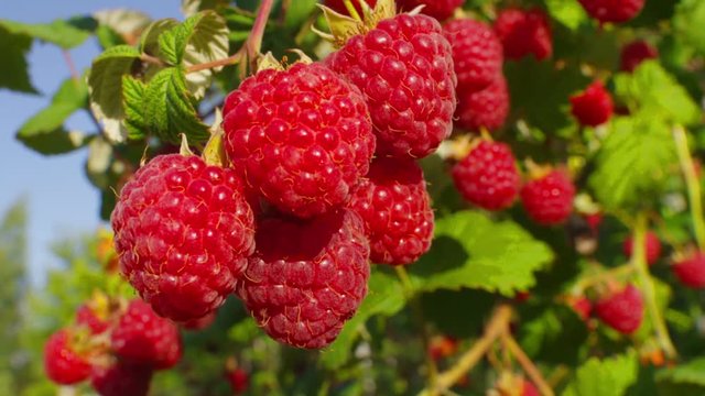 Large juicy ripe raspberries on branches, sunny summer day