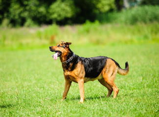 girl playing with funny dog