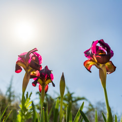 Irus Argaman Reserve in Netanya