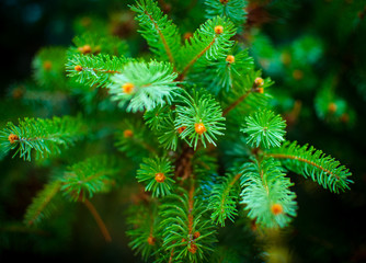 pine tree